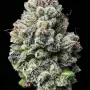 Насіння конопель Lemon Cherry Gelato від Barney's Farm
